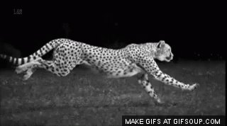 Slow Motion Cheetah - Slow GIF