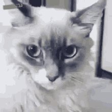Cat Cute GIF