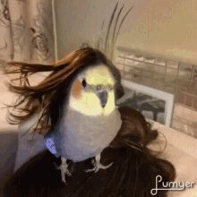 Bird Cockateal GIF