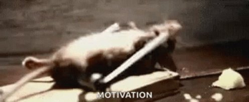 Workout Rat GIF