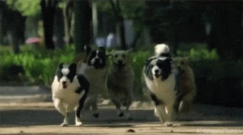 Dogs Coming Running Dogs GIF