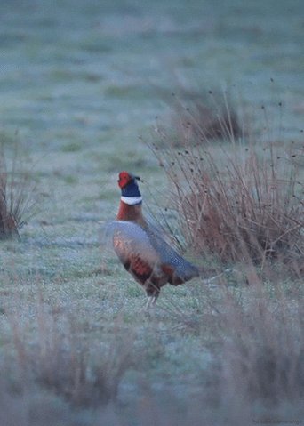 common pheasant bird GIF by...