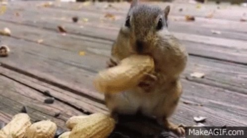 Squirrel Eating GIF