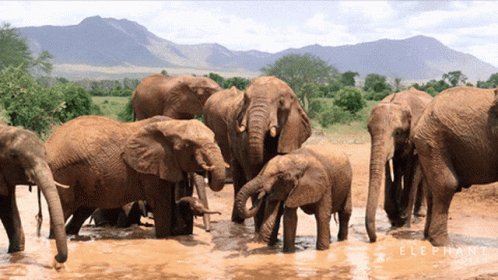 Gif d'éléphants d'Afrique b...