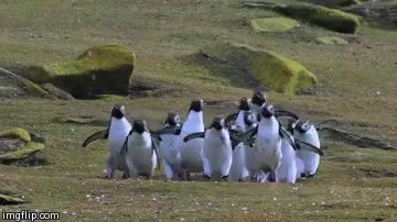 Penguin Hop GIF