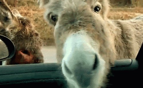 No Donkey GIF