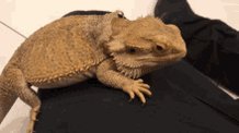 Can Bearded Dragons Get Hic...