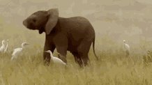 Baby Elephant Trunk GIF