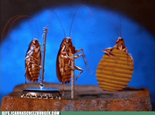 Funny Roach GIF