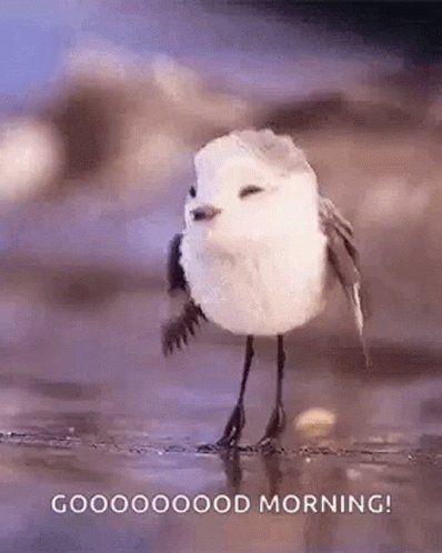 Good Morning Bird Singing GIF