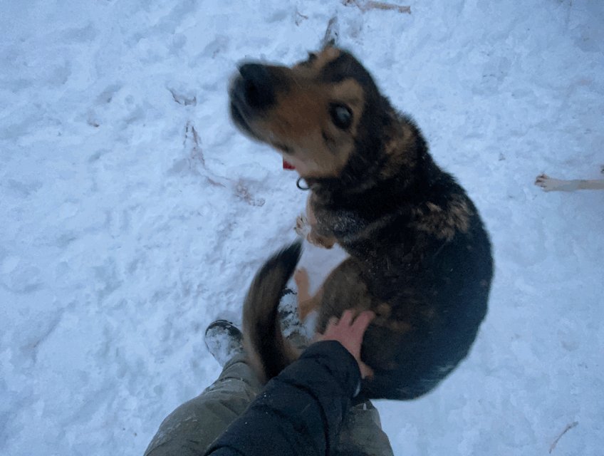 A hand reaches down and pet...