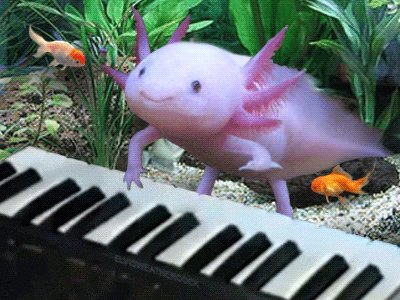 Keyboard Axolotl GIF