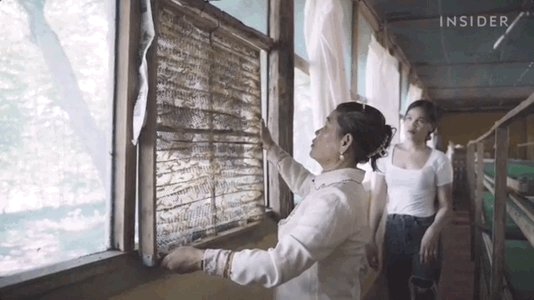 A gif depicting silkworms b...