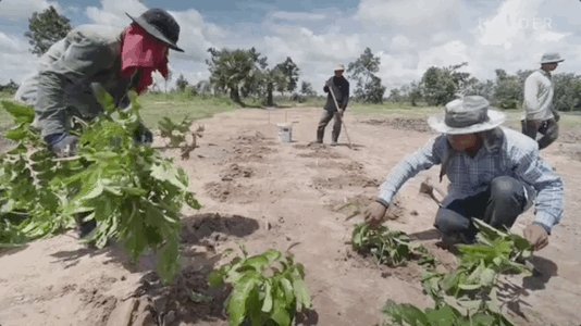 A gif depicting farmers planting mulberry trees.