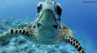 Sea Turtle GIF