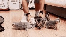 Cats Herding GIF