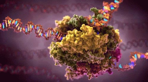 Nucleus Cells GIF