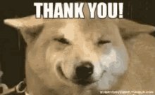 Doggo Thx GIF