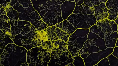 Slime Mold GIF by Science F...