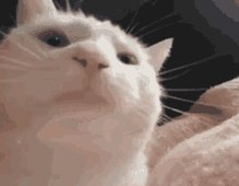 Dancing cat gif white cat nodding its head