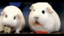 Sad Hamster GIF