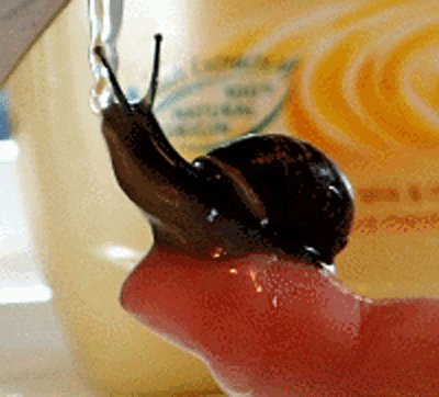 gif of snail being held und...