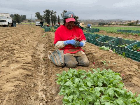 Gif of a skilled worker hand harvesting radishes