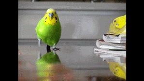 slow motion bird GIF by Huf...