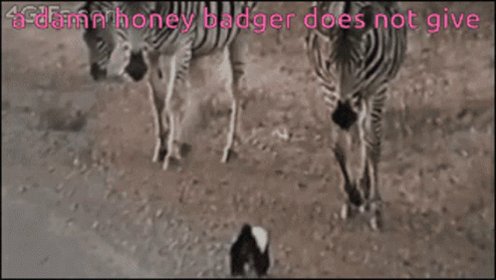 Honey Badger Zebra GIF