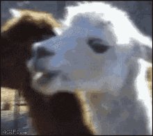 Llama Chew GIF