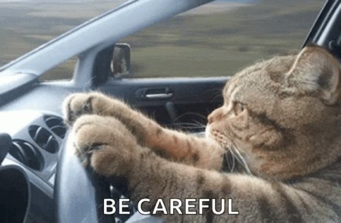 Cat Driving Serious GIF