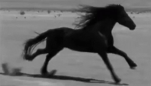 Black Horse Horse GIF