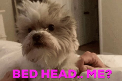 Maltese Shih Tzu GIF