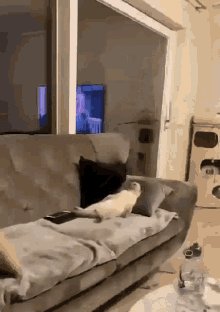 Cat Rest Lazy Laying Bed GIF