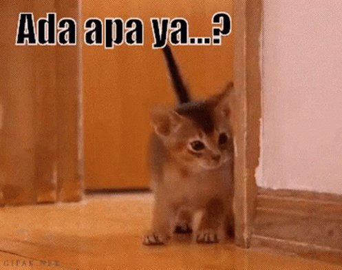 Lucu Habis GIF