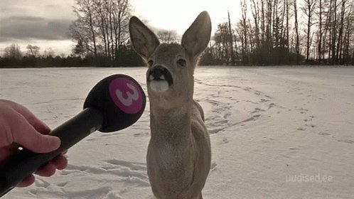 Deer Snow GIF