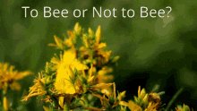 To Be Or Not To Be Bee GIF