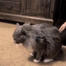 Cat Ptsd Cat GIF