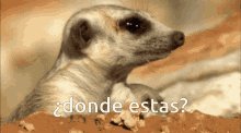 Suricata Busqueda Meerkat GIF