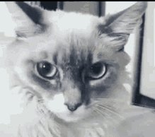 Shocked Cat GIF