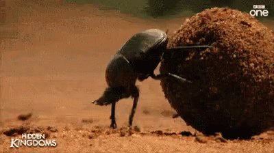 Beetle Food GIF