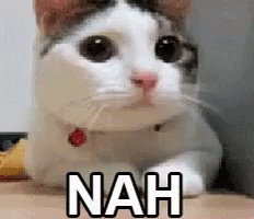 Cat Reaction GIF by MOODMAN