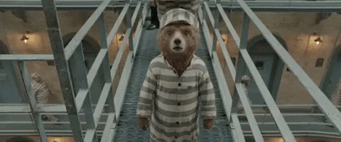 bear staring GIF by Paddington 2