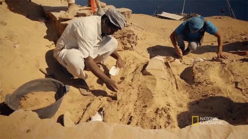 Archaeology Site Mummified Crocodiles GIF