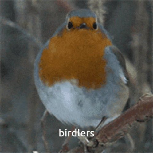 Bird GIF