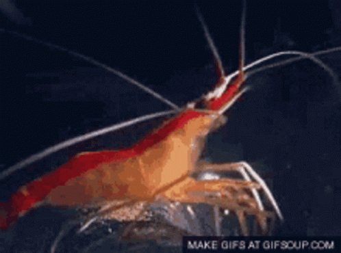 Shrimp GIF