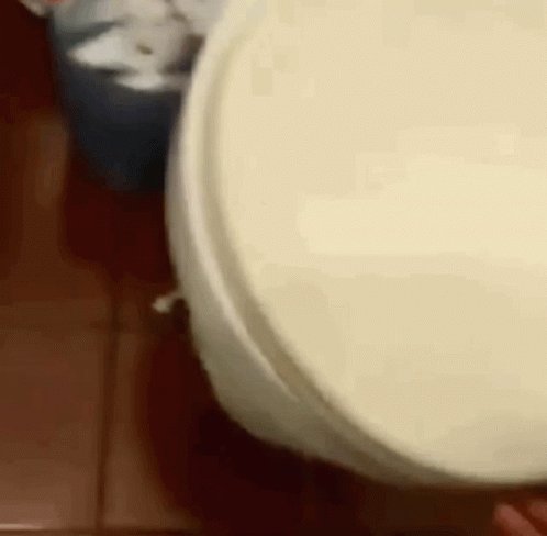 Rat Toilet GIF
