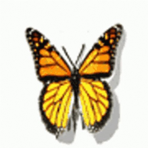 Butterflies GIF