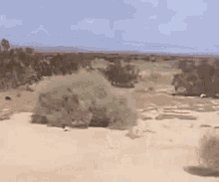 Tumbleweed Desert GIF