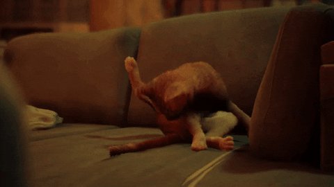 Session was super fun 💁🏻&zwj;♀️ I&rsquo;m ready to go home and play Stray now and do cat things https://t.co/J